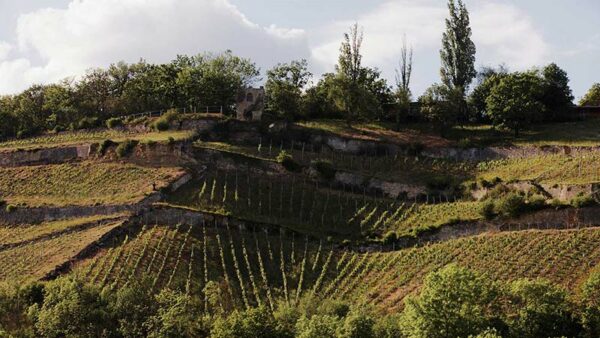 Offene Weinprobe