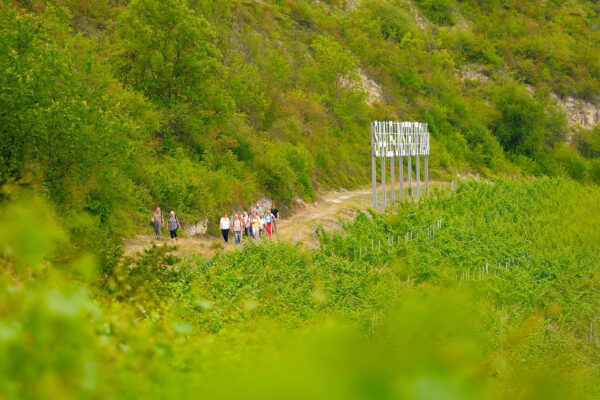 Weinbergswanderung