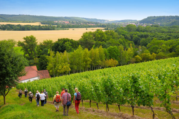 Erlebnisweinprobe im Weinberg