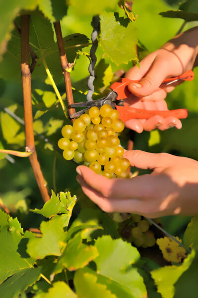 Weinlese für Jedermann